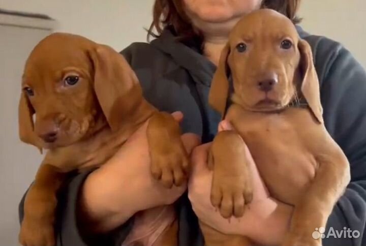 Венгерская выжла