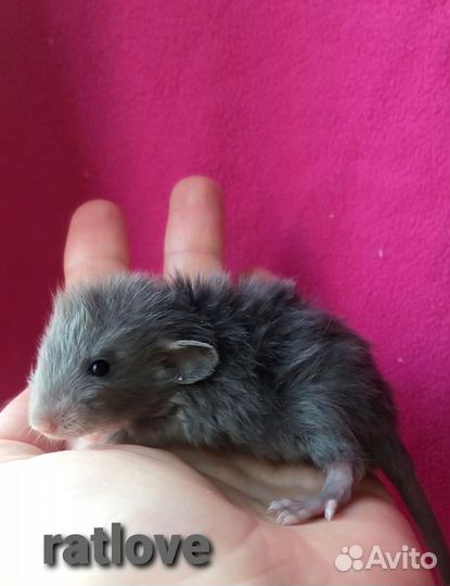 Крысята дамбо лонг с длинной шерстью