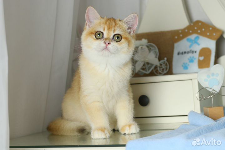 Золотая шиншилла