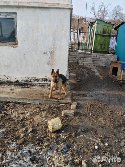 Немецкая овчарка