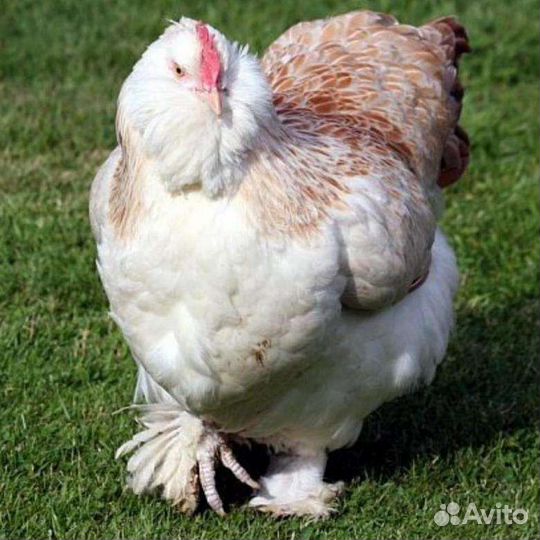 Нидерх.,Амераук., и др