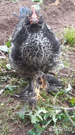 Молодые петушки