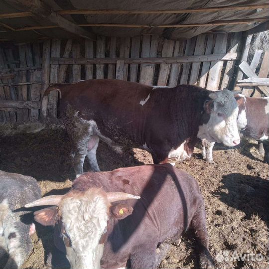 Быки и телки на мясо