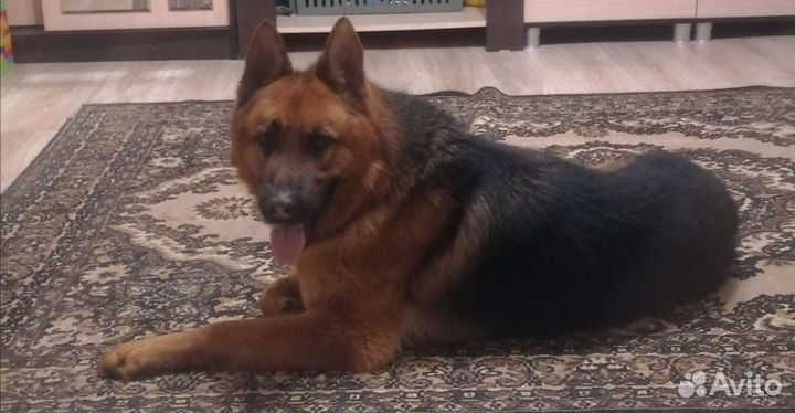 Немецкая овчарка вязка