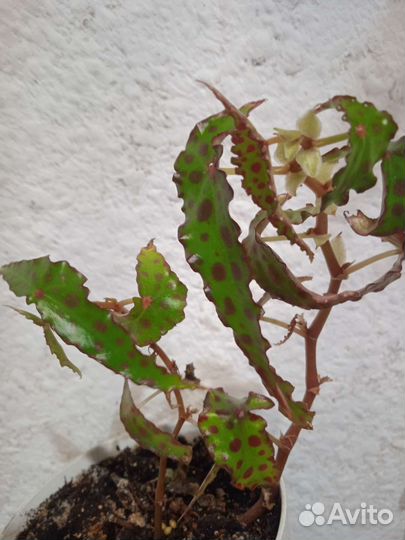 Комнатные растения