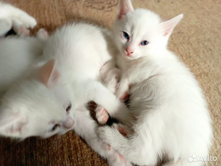 Котята в добрые руки бесплатно