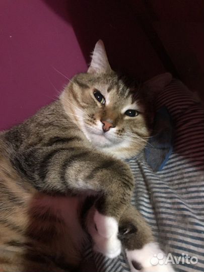 Кот Москвич Пират необыкновенный