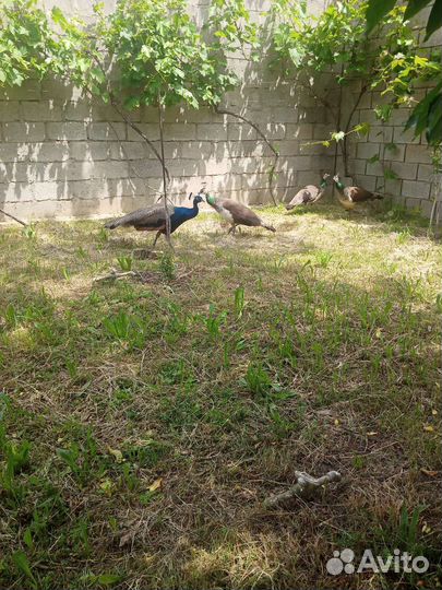 Павлины продажа