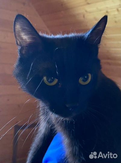 Коты подростки ищут дом