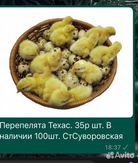 Перепелки суточные