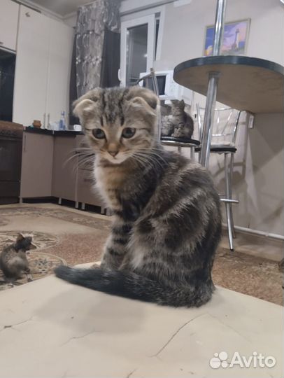 Отдам котят в добрые руки