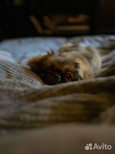 Щенок пекинеса