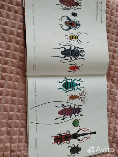 В мире жуков. С. Дженкинс