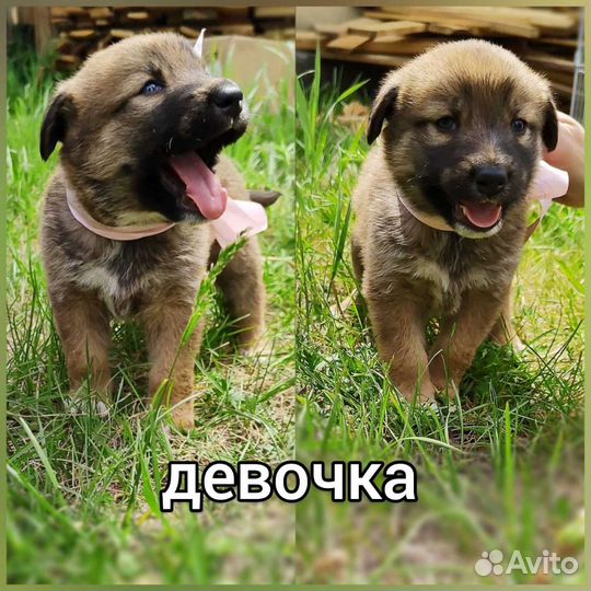 Отдам бесплатно