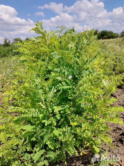 Саженцы акации