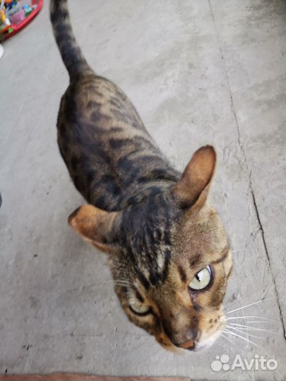 Бенгальский кот в добрые руки