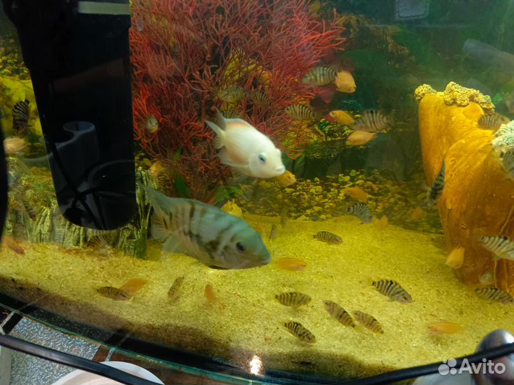 Рыбки цихлиды