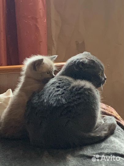 Котятки в добрые руки
