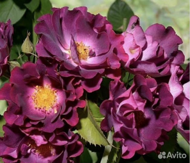 Розы плетистые саженцы