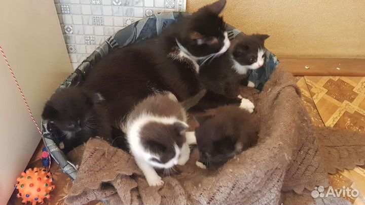 Котята в дар бесплатно