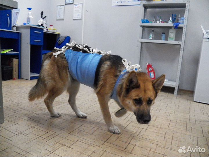 Стерилизация / Кастрация Собак