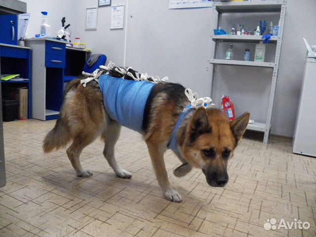 Стерилизация / Кастрация Собак