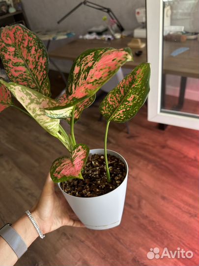 Аглаонема споттед стар