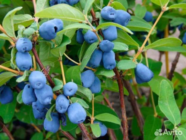 Сирень Венгерская и жимолость Синяя птица детки