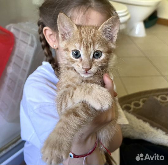Рыжий котенок Гномик