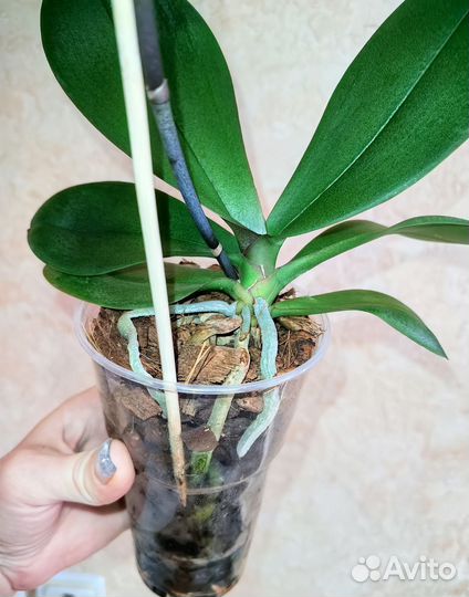 Орхидея фаленопсис Стелленбош пелор