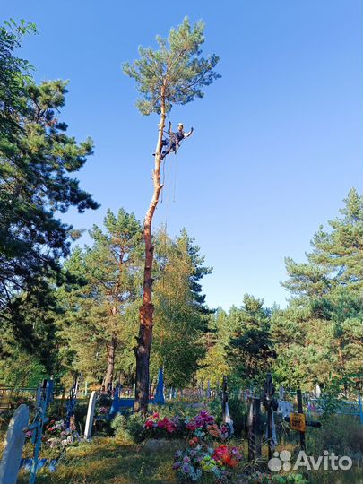 Профессиональный спил деревьев