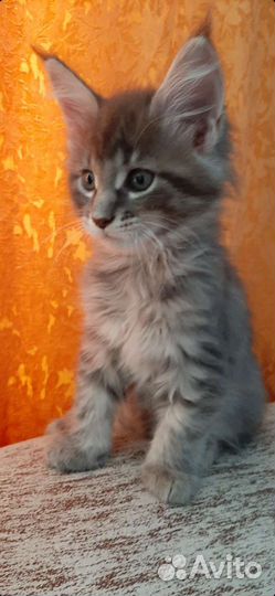 Котята мейн-кун