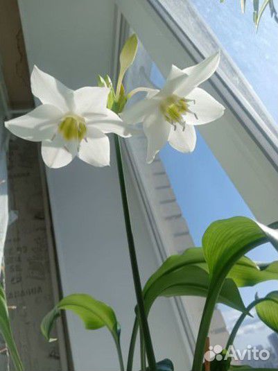 Эухарис амазонская лилия