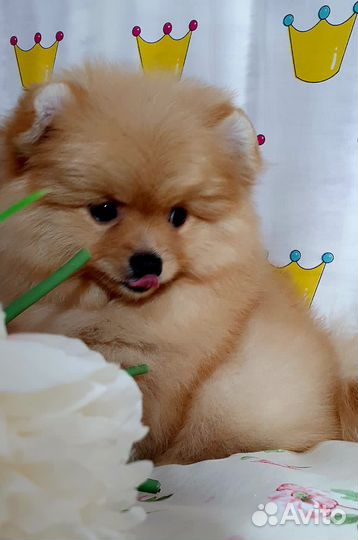 Померанский шпиц