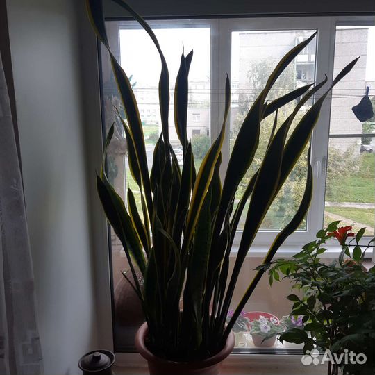 Сансевиерия