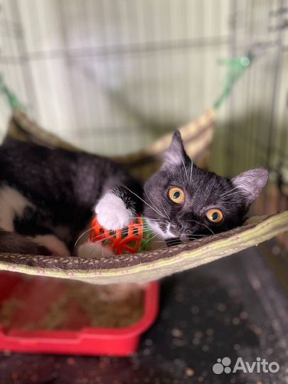 Кошка в дар