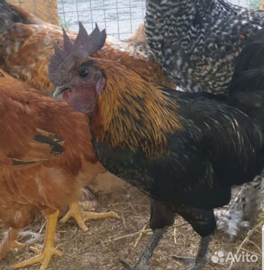 Петух ухейилюй