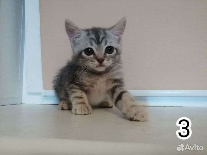 Шотландские котята