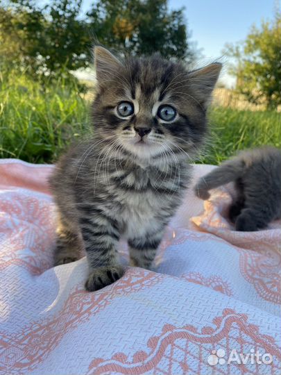 Котята в добрые руки. Бесплатно