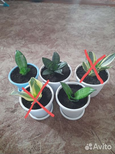 Комнатные цветы