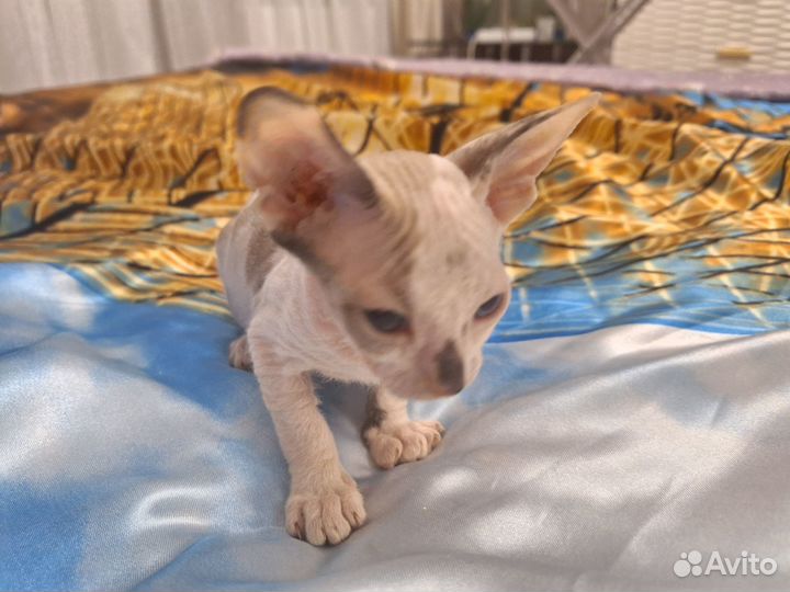 Донской сфинкс котята