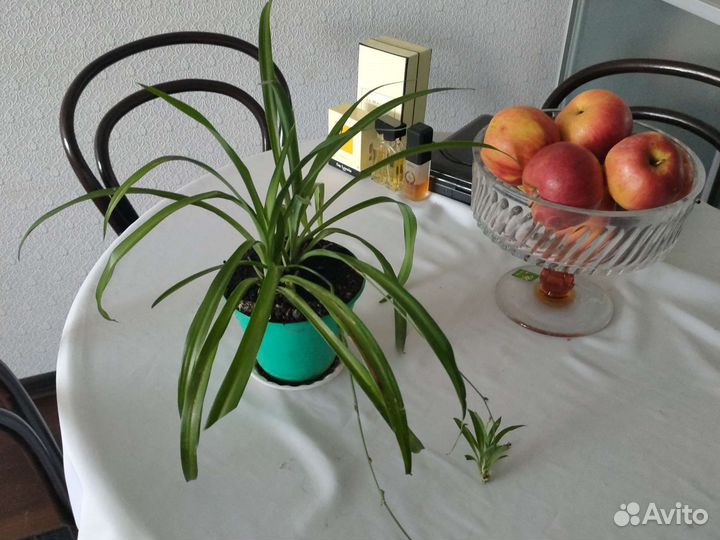 Хлорофитум