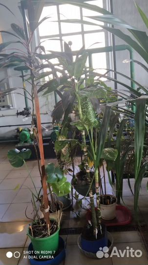 Комнатные растения