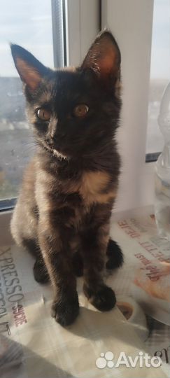 Дымка ищет дом