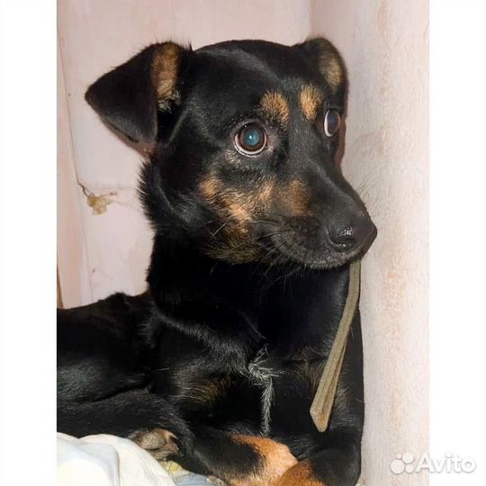 Собаки бесплатно