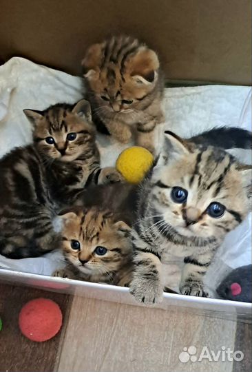 Шотландская