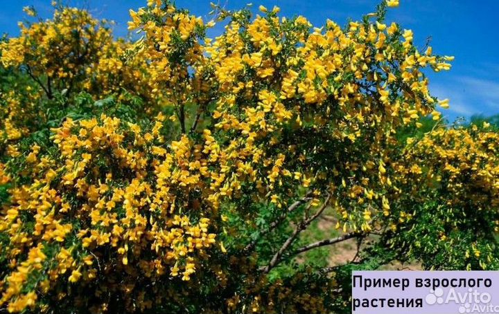 Акация желтая карагана древовидная