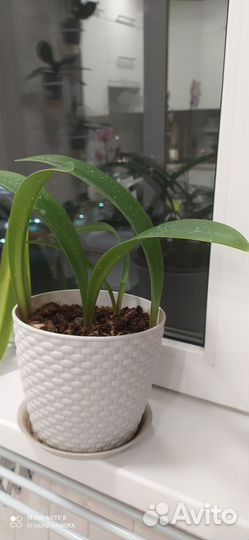 Гиппиаструм