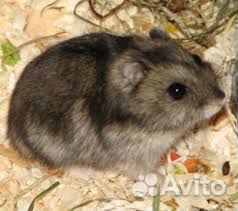 Крысы, мыши и другие грызуны