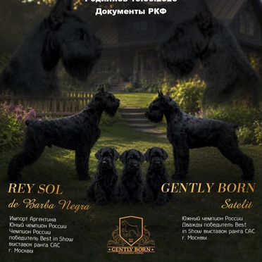 Ризеншнауцер, щенок